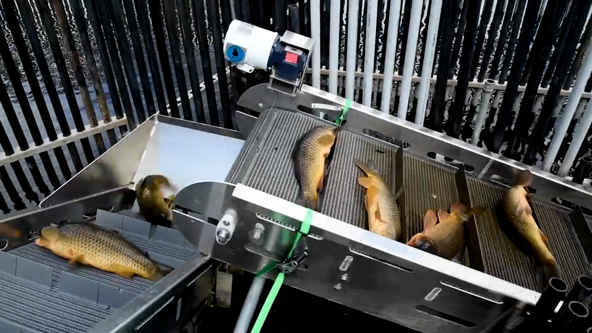 New technology for Invasive Carp removal during spring migrations